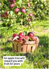  ??  ?? An apple tree will reward you with fruit for years