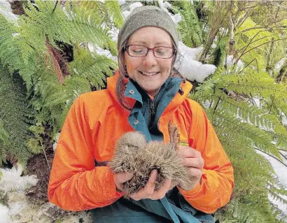  ?? PHOTO: TONY PRESTON ?? High hopes for a long life . . . A Department of Conservati­on ranger holds the first kiwi chick of the season from monitored nests at Shy Lake, southwest Fiordland.