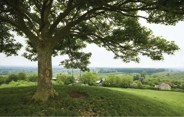  ??  ?? ABOVE A swing hangs from the sole sycamore tree that stands at the top of Burrow Hill, offering an idyllic seat for spring views over the Levels