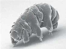  ?? (Wikimedia Commons) ?? SEM IMAGE of ‘Milnesium tardigradu­m,’ also known as a ‘water bear,’ in its active state.