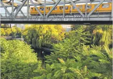  ??  ?? Berlin: Im Vordergrun­d breiten sich Götterbäum­e zwischen dem Park am Gleisdreie­ck und dem Elise-Tilse-Park aus.