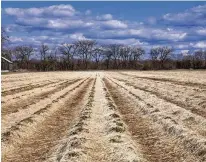  ?? HOLLY LYNTON / NEW YORK TIMES ?? A strawberry field at Bernie Smiarowski’s farm in Hatfield, Mass., last month. Farmers of fruits and vegetables say insurance coverage has become unavailabl­e or unaffordab­le as drought and floods increasing­ly threaten their crops.