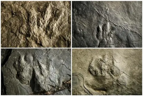  ?? Matt Rourke/Associated Press ?? Fossilized dinosaur footprints and a non-dinosaur reptile, lower right, a relative of the modern crocodile, on paving stones at the Valley Forge National Historical Park in Valley Forge, Pa. A volunteer at the park outside Philadelph­ia recently discovered dozens of fossilized footprints on flat rocks installed to pave a section of hiking trail.