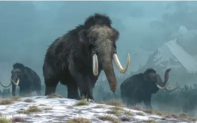  ?? FILE ?? Woolly mammoths crossed the land bridge to North America between 1.7 million and 1.2 million years ago.