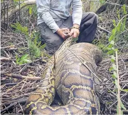  ?? CONSERVANC­Y OF SOUTHWEST FLORIDA/COURTESY ?? A python weighing 31 ½ pounds ingested a young, white-tailed deer weighing 35 pounds.
