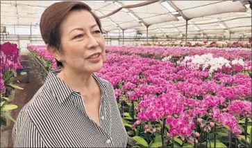  ?? Steve Lopez Los Angeles Times ?? TERESA MATSUI at her family’s orchid farm in Salinas. Her father began the business almost 50 years ago.