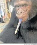  ?? SAVE THE CHIMPS ?? Un chimpancé con un pincel.