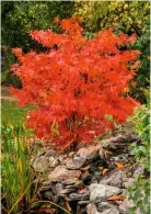  ??  ?? A large ‘Osakazuki’ shrub in hot scarlet red next to the cool water of a garden pond (right).
Considered one of the best purple-leaved Japanese maples, ‘Bloodgood’ is best planted in a sheltered spot, with space around its base (left).