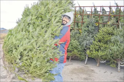  ?? SHARON MONTGOMERY-DUPE/CAPE BRETON POST ?? Billy Burke, a member of the Glace Bay Y’s Men’s and Women’s Club, sets up Christmas trees for sale on the club’s lot at the intersecti­on of King Edward and McKeen streets in Glace Bay.