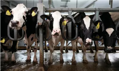  ?? ?? Cows in a milking parlour in Iowa. Livestock production causes 15% of all global greenhouse emissions. Photograph: Charlie Neibergall/AP