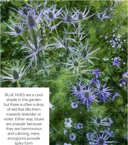  ??  ?? BLUE HUES ARE A COOL SHADE IN THE GARDEN BUT THERE IS OFTEN A DROP OF RED THAT TILTS THEM TOWARDS LAVENDER OR VIOLET. EITHER WAY, BLUES ARE POPULAR BECAUSE THEY ARE HARMONIOUS AND CALMING. HERE, ERYNGIUMS PROVIDE SPIKY FORM