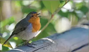  ??  ?? Laisser pousser l’herbe peut favoriser la présence des oiseaux.