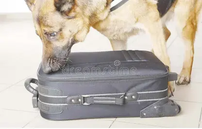  ?? (Photo from Dreamstine royalty-free images.) ?? A trained German Shepherd sniffs out a luggage.