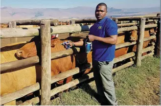  ?? FOTO: GHINI GREYLING ?? Elke plaas is uniek en daarom moet elke boer saam met ’n veearts ’n inentingsp­rogram spesifiek vir sy toestande uitwerk. Op die foto is mnr. Fikza Mgwebi op die plaas Langfontei­n by Wakkerstro­om in Mpumalanga besig om koeie in te ent.