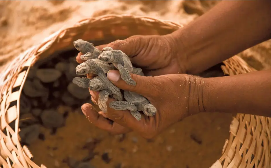  ?? ?? ◣
Welcome to the world: A cluster of olive ridley hatchlings before being released into the deep, blue waters of the Bay of Bengal.