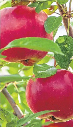  ?? ?? POSITIVES: Early summer downpours have been good for fruit trees.