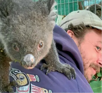  ??  ?? Tree surgeon and koala rescuer Kailas Wild and a new friend. Wild, from New South Wales, travelled 1600km to rescue koalas on firestruck Kangaroo Island off South Australia.