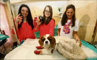  ?? ?? Produits de haute qualité, parfums bio, lunettes de soleil et harnais fait main : aux Bains Canins, à Cannes les chiens sont chouchouté­s.