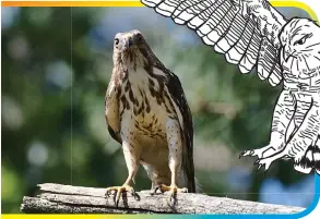  ?? ?? Red Shouldered Hawk