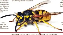  ?? Foto: Getty ?? Wespen können im Gegensatz zur Honigbiene mehrfach zustechen.