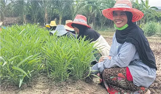  ??  ?? PILOT PROJECT: Locals grow crops at FarmRak in Ban Don Rak.