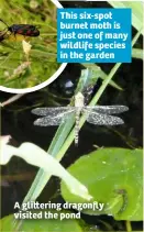  ??  ?? This six-spot burnet moth is just one of many wildlife species in the garden A gli ering dragonfly visited the pond