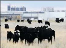  ?? The Canadian Press/files ?? Cattle graze in a pasture beside the former XL Foods’ Lakeside Packers plant in Brooks at the height of the E. coli scare. A new poll shows 2 out of 5 Canadians say they are not eating as much beef as before.