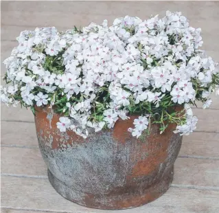  ?? Pictures: Contribute­d ?? NEW VARIETY: Perennial Phlox 'Amazing Grace' is equally at home in a container or garden bed.