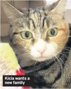  ??  ?? Kicia wants a new family