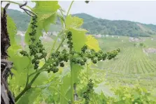  ?? Ansa ?? Valdobbiad­ene Le colline del prosecco