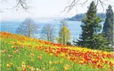  ??  ?? The Flower Island of Lake Constance