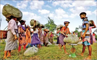  ?? REUTERS ?? Tea garden workers gather to weigh tea leaves after plucking them at a tea estate in Nagaon, Assam, on Wednesday.