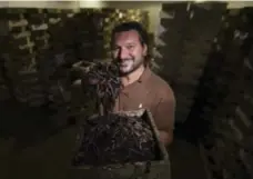  ?? CHRIS SO/TORONTO STAR ?? Chris Pagonis, owner of Pagonis Live Bait, holds a box of about 500 Canadian nightcrawl­er worms at one of his large refrigerat­ed warehouses.