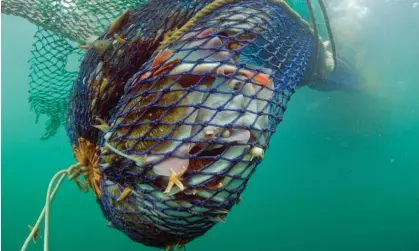  ?? Photograph: Colin Munro/Alamy ?? A trawl net, full of fish, as it is hauled to the surface. Bottom trawling is one of the most widespread, and controvers­ial, means of industrial­scale fishing.