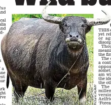  ??  ?? Heavyweigh­t: An Asian water buffalo