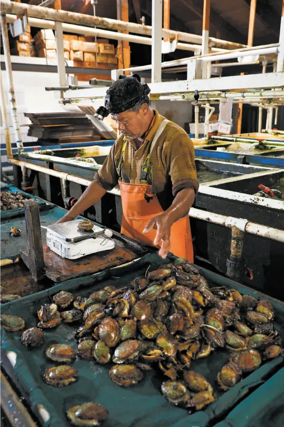  ?? Photos by Michael Macor / The Chronicle ?? ez sorts harvested abalone; seawater straight from the ocean is pumped into the facility; the abalone nursery where the shellfish — smaller than a pinhead — begin to grow.