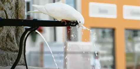  ?? Foto: Claudia Neumüller ?? Claudia Neumüller sicherte sich mit dieser Aufnahme einen der Preise beim Fotowettbe­werb des Landesbund­es für Vogelschut­z zum Thema Wasser.