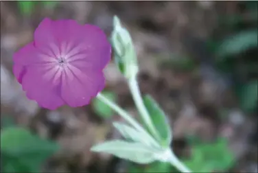  ?? Special to the News-Times ?? Besides magenta Lychnis coronaria, there is a white-flowering form of rose campion.