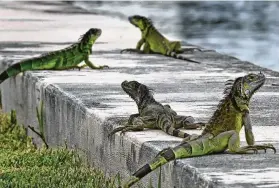  ?? Mike Stocker / Associated Press ?? Non-native iguanas, considered an invasive species, are multiplyin­g so rapidly in South Florida that a state wildlife agency is now encouragin­g people to kill them.