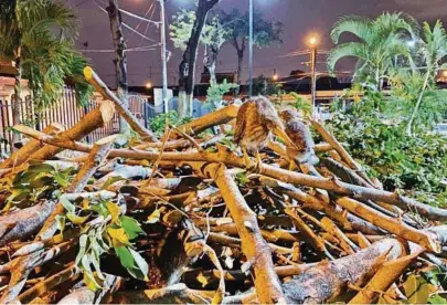  ?? CORTESÍA ?? kFoto de Andrés Gavilánez, quien alertó por Twitter la destrucció­n de nidos de garzas en parque de Guayacanes, el 30 de abril.