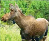  ??  ?? A young moose emerges from the woods near the Tablelands in Gros Morne National Park.