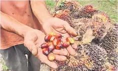  ??  ?? The Delegated Act aimed to isolate and exclude palm oil from EU’s mandated renewable energy sector to the benefit of EU rapeseed oil and other less competitiv­e imported vegetable oils, said the ministry.