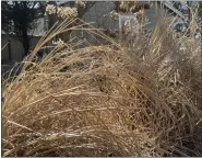  ?? JESSICA DAMIANO VIA THE ASSOCIATED PRESS ?? Dead ornamental grasses provides shelter for hibernatin­g pollinator­s and other insects until they emerge from dormancy and resume their lifecycles in mid to late spring.