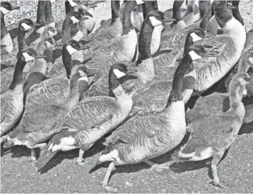  ?? TAYLOR FINGER / WISCONSIN DEPARTMENT OF NATURAL RESOURCES ?? Canada geese stand in a pen during a 2016 banding project in James Bay, Ontario. The birds were in the process of molting wing and tail feathers and therefore flightless.