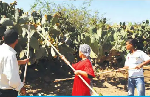  ??  ?? In this file photo taken on Aug 6, 2011, farmers harvest barbary figs in the Moroccan region of Skhour Rhamna region near Marrakech. — AFP