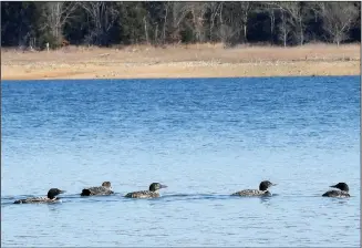  ?? Courtesy photo/JOE NEAL ?? Loons, seen here at Beaver Lake near Prairie Creek park, are migratory waterfowl just like ducks and geese.