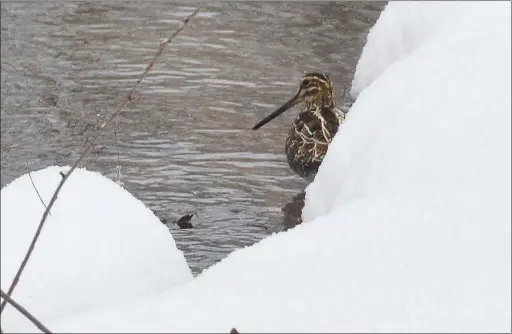  ?? (Courtesy Photo/Amanda Bancroft) ?? The snowy banks of a spring-fed stream help to conceal this Wilson’s Snipe while it feeds in the mud south of Fayettevil­le.