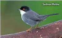  ??  ?? Sardinian Warbler