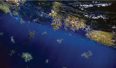  ?? (WILD HORIZONS/ GETTY IMAGES) ?? Le fléau des sargasses est particuliè­rement difficile à endiguer, ces algues s’échouant en radeaux de plusieurs centaines de mètres carrés de superficie et plusieurs mètres d’épaisseur.