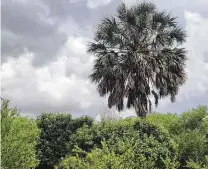  ?? Brandi Keller / Contributo­r ?? A mature sabal palm towers over woody undergrowt­h.